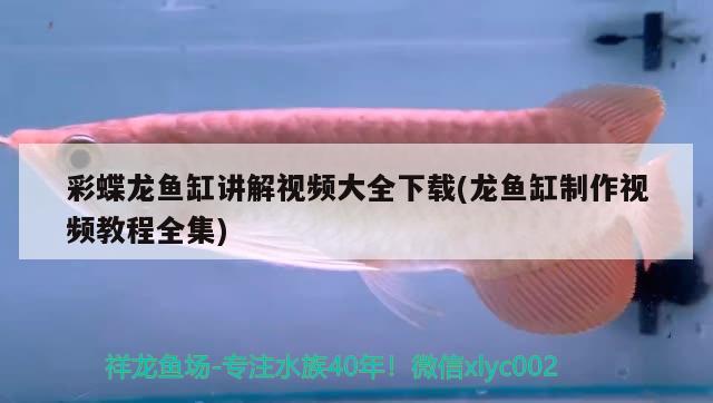 金龍魚(yú)的混養(yǎng)方法視頻：金龍魚(yú)混養(yǎng)怎么喂食 龍魚(yú)百科 第2張