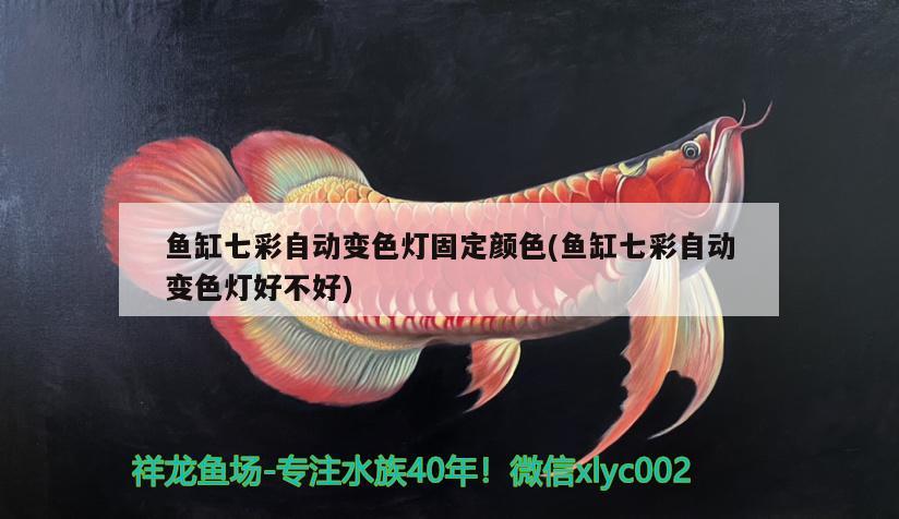 魚缸七彩自動(dòng)變色燈固定顏色(魚缸七彩自動(dòng)變色燈好不好) 白子球鯊魚 第2張