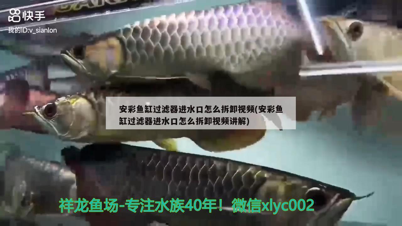 安彩魚缸過(guò)濾器進(jìn)水口怎么拆卸視頻(安彩魚缸過(guò)濾器進(jìn)水口怎么拆卸視頻講解) 其他益生菌