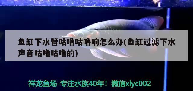 魚缸下水管咕嚕咕嚕響怎么辦(魚缸過濾下水聲音咕嚕咕嚕的) 白條過背金龍魚