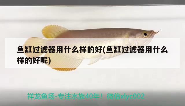 魚(yú)缸過(guò)濾器用什么樣的好(魚(yú)缸過(guò)濾器用什么樣的好呢) 暹羅巨鯉