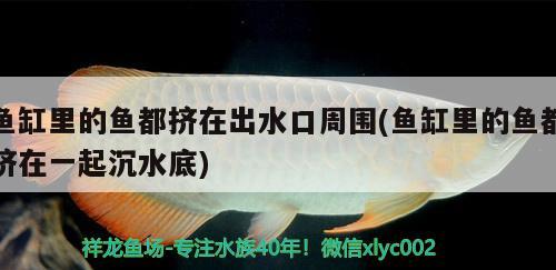 涼山彝族自治州水族批發(fā)市場在哪里啊電話（涼山彝族自治州水族批發(fā)市場在哪里啊電話多少） 養(yǎng)魚知識 第2張