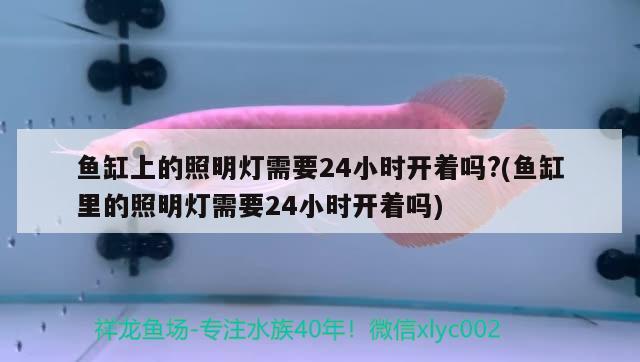 魚缸上的照明燈需要24小時開著嗎?(魚缸里的照明燈需要24小時開著嗎)