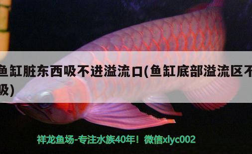 呂梁魚缸換水電話地址（呂梁魚缸換水電話地址查詢）