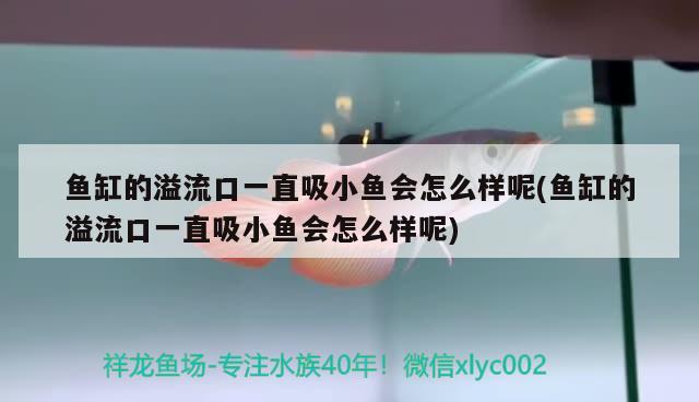 魚缸的溢流口一直吸小魚會(huì)怎么樣呢(魚缸的溢流口一直吸小魚會(huì)怎么樣呢) 南美異型魚