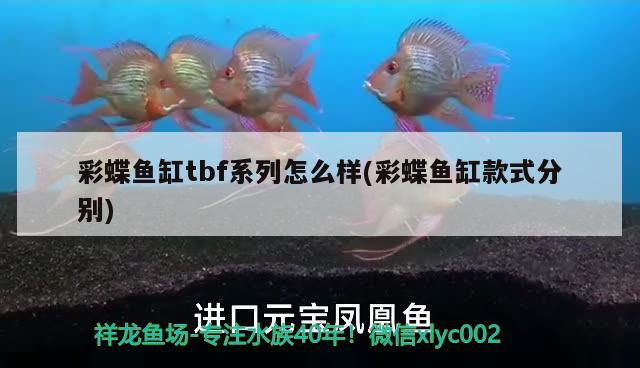 彩蝶魚缸tbf系列怎么樣(彩蝶魚缸款式分別)