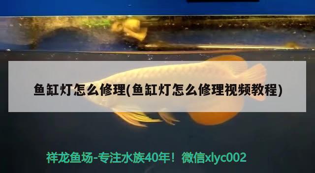 魚缸燈怎么修理(魚缸燈怎么修理視頻教程) 圖騰金龍魚