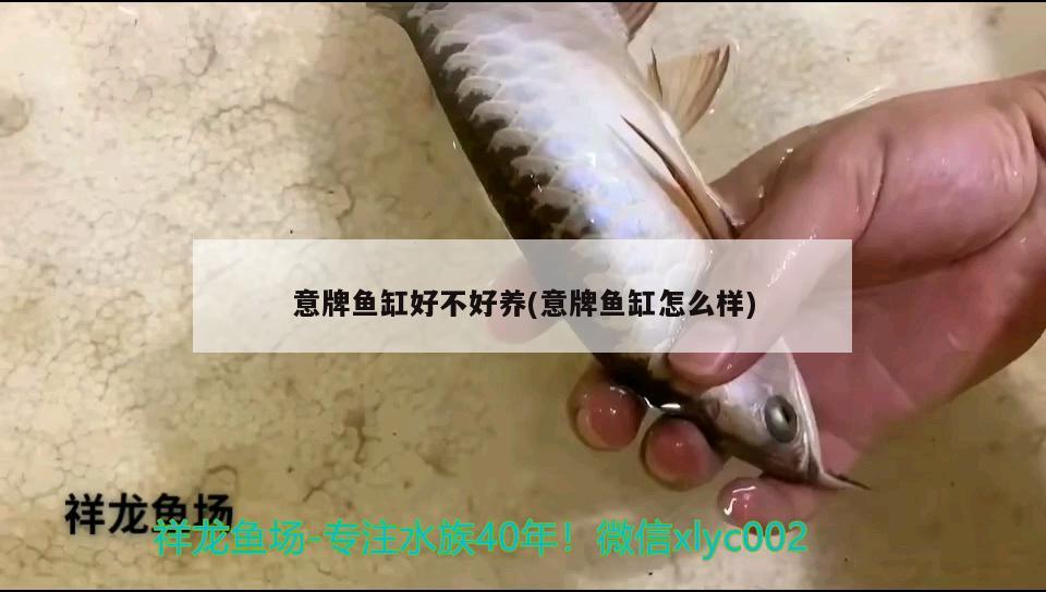 意牌魚缸好不好養(yǎng)(意牌魚缸怎么樣) 委內(nèi)瑞拉奧里諾三間魚苗