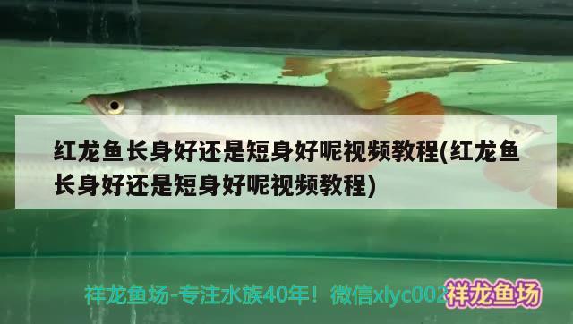 孔雀魚有多少個品種，孔雀魚品種