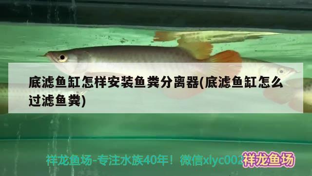 底濾魚缸怎樣安裝魚糞分離器(底濾魚缸怎么過濾魚糞) 元寶鳳凰魚專用魚糧 第1張