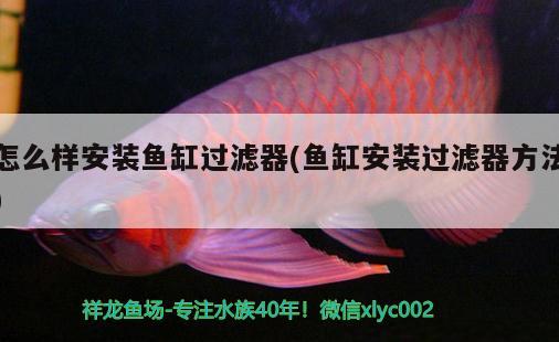 魚缸清理魚種有哪些好：魚缸清理魚種有哪些好處和壞處 廣州水族批發(fā)市場(chǎng) 第3張