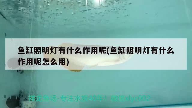 魚(yú)缸照明燈有什么作用呢(魚(yú)缸照明燈有什么作用呢怎么用)