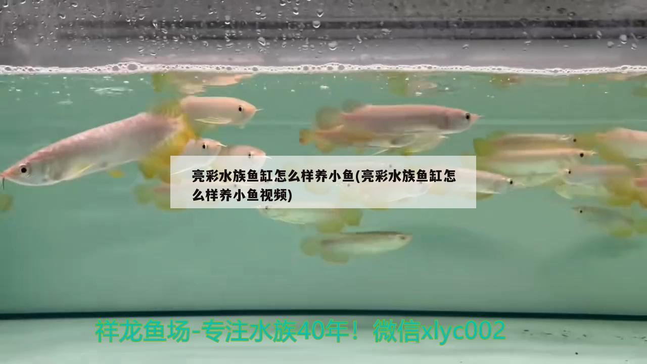 亮彩水族魚缸怎么樣養(yǎng)小魚(亮彩水族魚缸怎么樣養(yǎng)小魚視頻) 粗線銀版魚