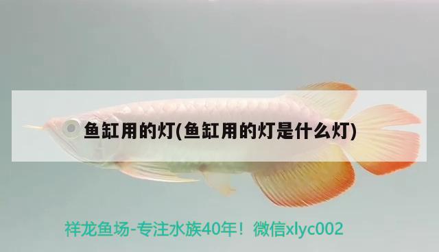 魚缸用的燈(魚缸用的燈是什么燈)