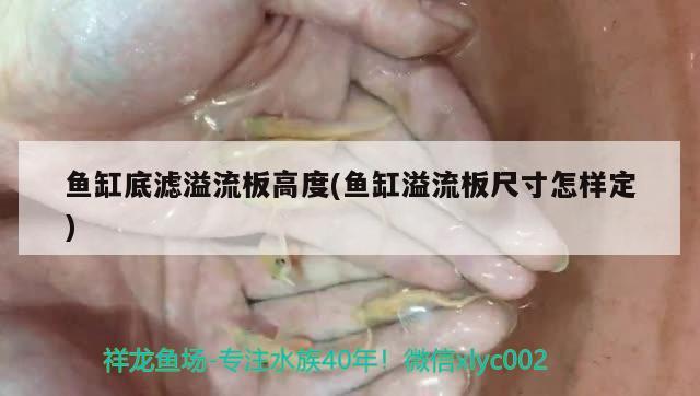 魚缸底濾溢流板高度(魚缸溢流板尺寸怎樣定) 黑影道人魚