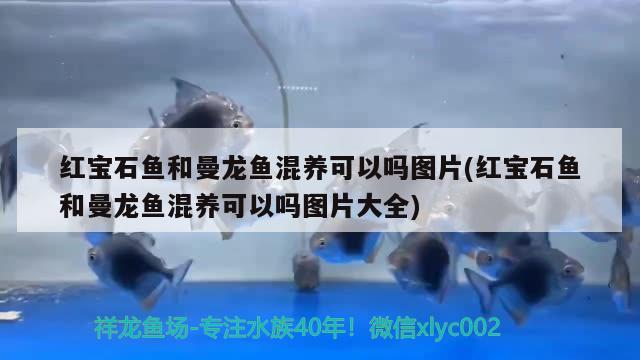 紅寶石魚和曼龍魚混養(yǎng)可以嗎圖片(紅寶石魚和曼龍魚混養(yǎng)可以嗎圖片大全) 祥龍龍魚魚糧