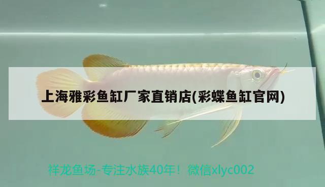 魚缸清理魚種有哪些好：魚缸清理魚種有哪些好處和壞處 廣州水族批發(fā)市場(chǎng) 第2張