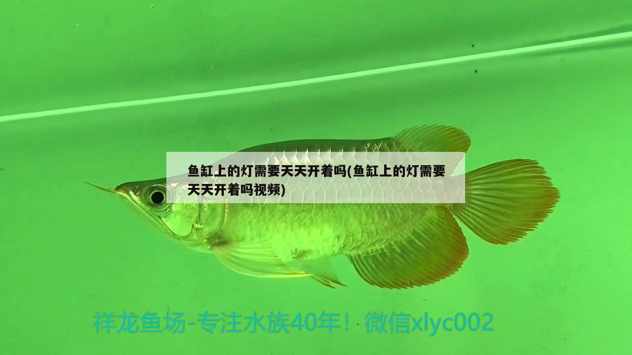 魚缸上的燈需要天天開著嗎(魚缸上的燈需要天天開著嗎視頻)