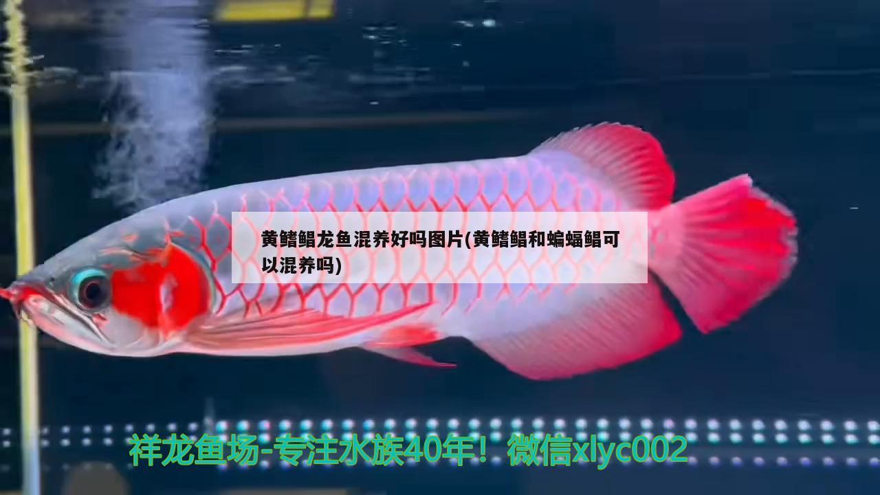 上海雅彩魚缸安裝方法，cool三個(gè)缸的魚缸怎么安裝 養(yǎng)魚的好處 第1張