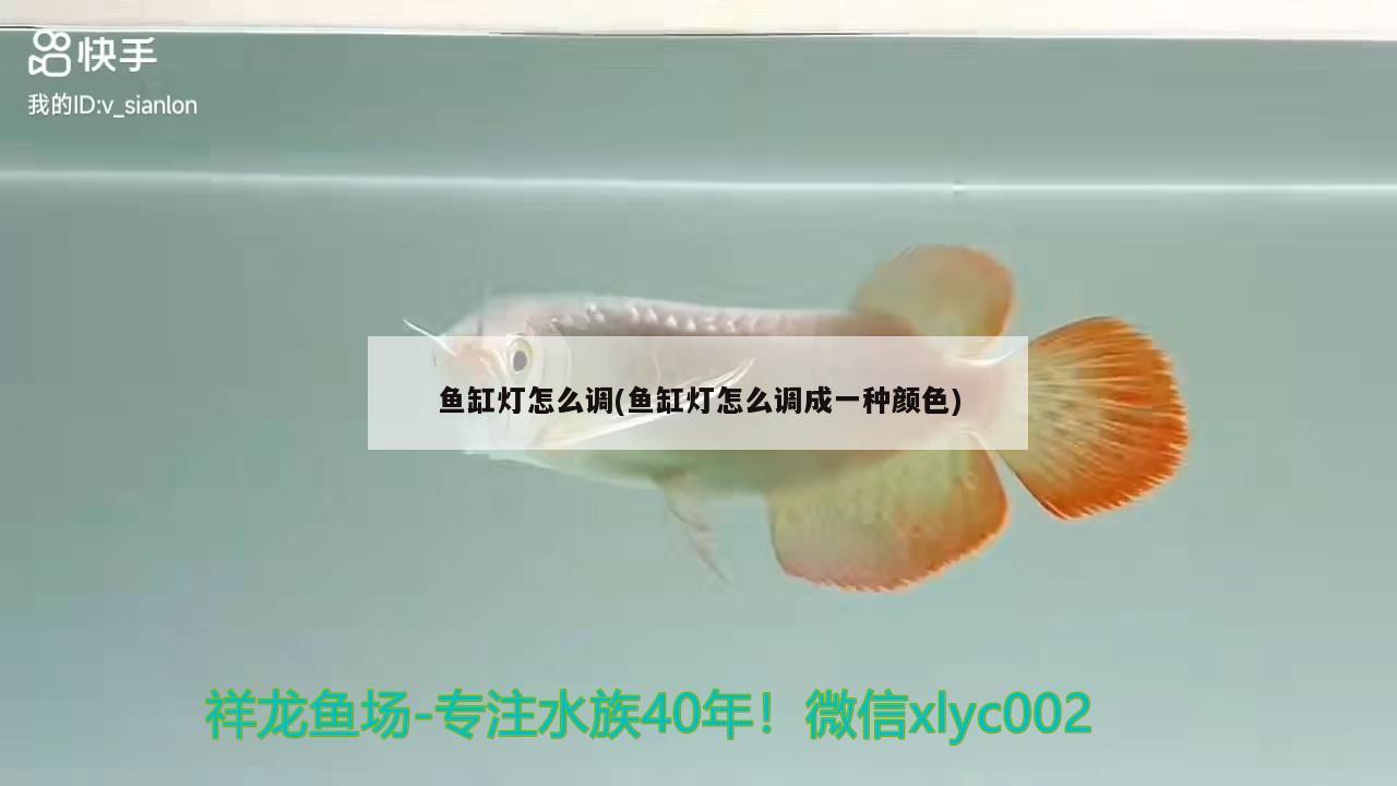 魚缸燈怎么調(diào)(魚缸燈怎么調(diào)成一種顏色) 銀河星鉆魚