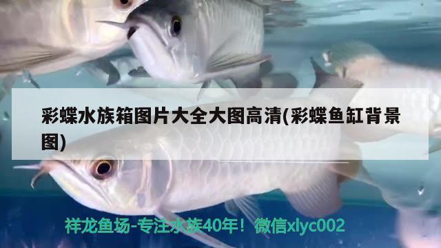 彩蝶水族箱圖片大全大圖高清(彩蝶魚缸背景圖) 魚缸/水族箱