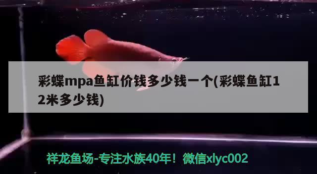 彩蝶mpa魚缸價錢多少錢一個(彩蝶魚缸12米多少錢) 黑金魟魚