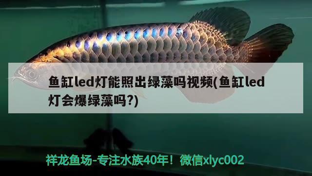 魚缸led燈能照出綠藻嗎視頻(魚缸led燈會爆綠藻嗎?) 檸檬鯽