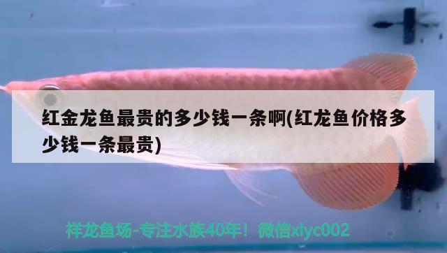 紅金龍魚(yú)最貴的多少錢一條啊(紅龍魚(yú)價(jià)格多少錢一條最貴)