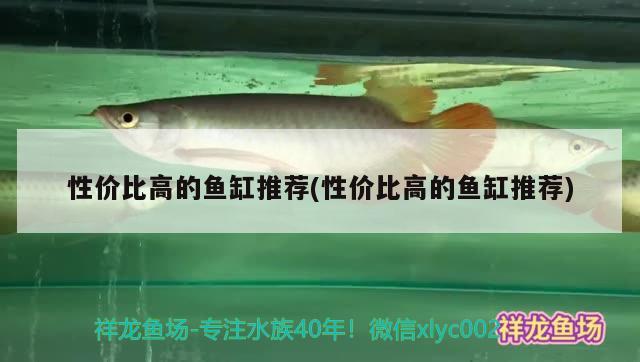 性價比高的魚缸推薦(性價比高的魚缸推薦) 大正錦鯉魚