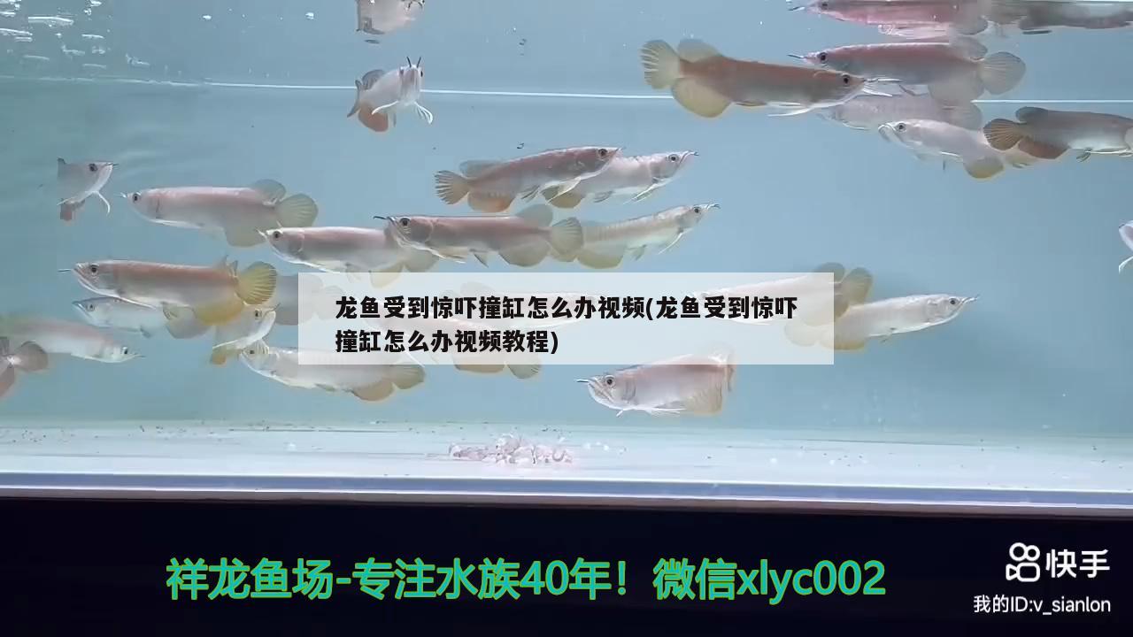 龍魚受到驚嚇撞缸怎么辦視頻(龍魚受到驚嚇撞缸怎么辦視頻教程)