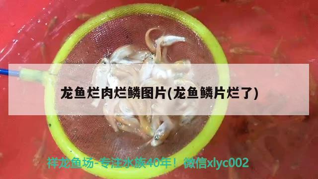 龍魚爛肉爛鱗圖片(龍魚鱗片爛了)