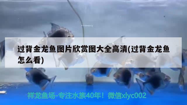 過背金龍魚圖片欣賞圖大全高清(過背金龍魚怎么看) 過背金龍魚