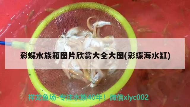 深海紅龍魚(yú)（深海紅龍魚(yú)怎么做好吃） 潛水艇魚(yú) 第1張