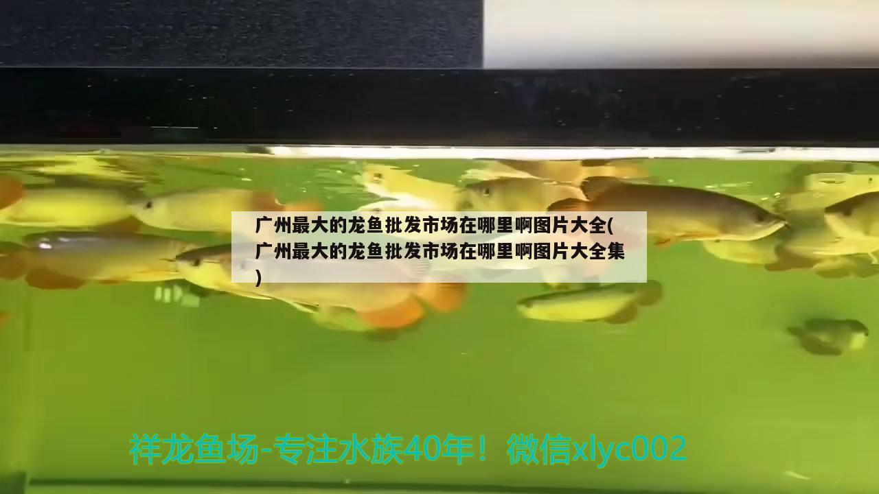 廣州最大的龍魚批發(fā)市場(chǎng)在哪里啊圖片大全(廣州最大的龍魚批發(fā)市場(chǎng)在哪里啊圖片大全集) 龍魚批發(fā)