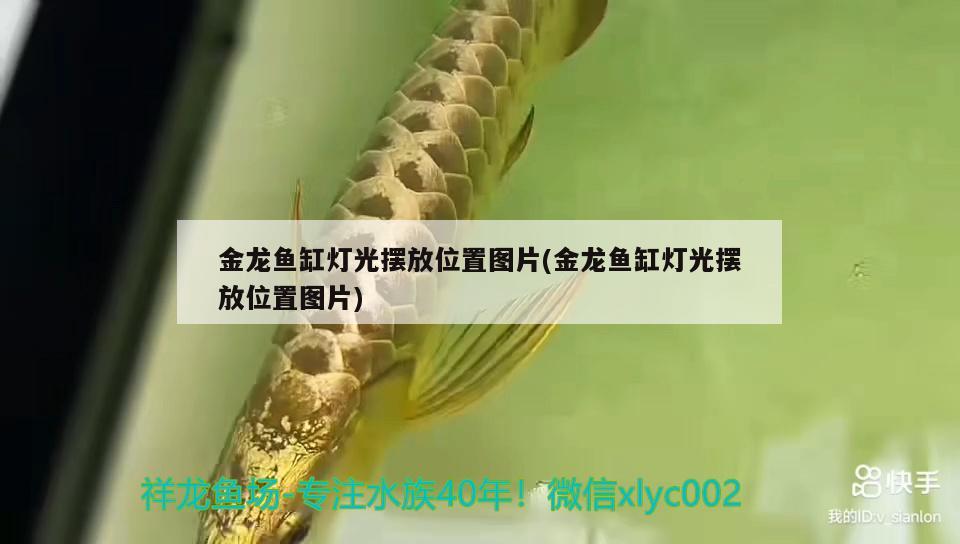 金龍魚缸燈光擺放位置圖片(金龍魚缸燈光擺放位置圖片) 飛鳳魚