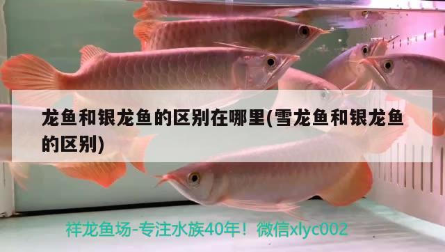 龍魚和銀龍魚的區(qū)別在哪里(雪龍魚和銀龍魚的區(qū)別) 銀龍魚