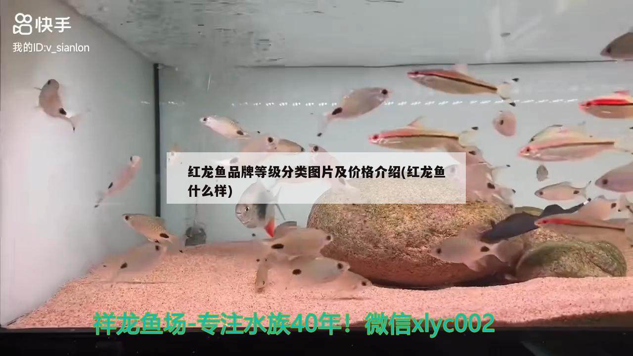 雷龍魚(yú)能和紅龍魚(yú)混養(yǎng)嗎圖片大全：雷龍魚(yú)能和紅龍魚(yú)混養(yǎng)嗎圖片大全視頻 養(yǎng)魚(yú)的好處 第1張