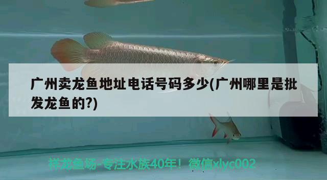 廣州賣龍魚地址電話號(hào)碼多少(廣州哪里是批發(fā)龍魚的?) 青龍魚 第2張