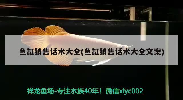 魚缸銷售話術(shù)大全(魚缸銷售話術(shù)大全文案) 黑云魚