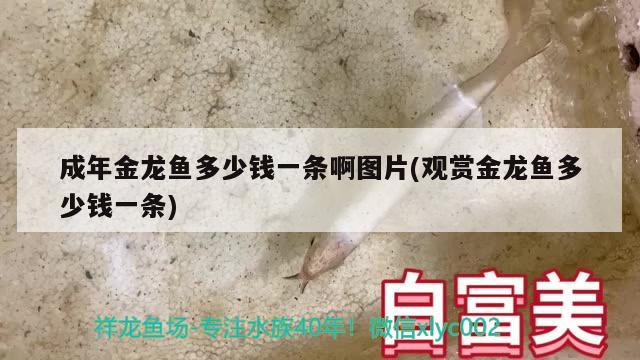 成年金龍魚多少錢一條啊圖片(觀賞金龍魚多少錢一條)