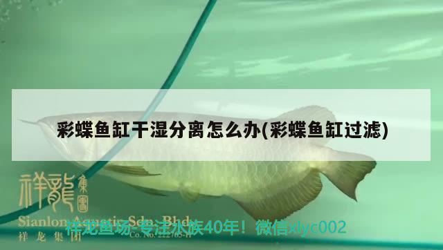 彩蝶魚缸干濕分離怎么辦(彩蝶魚缸過濾) 充氧泵