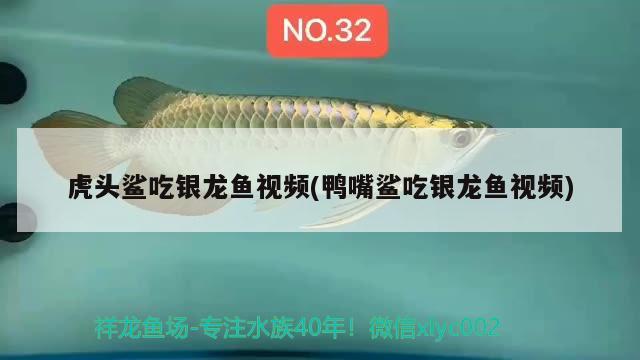 虎頭鯊吃銀龍魚視頻(鴨嘴鯊吃銀龍魚視頻) 銀龍魚