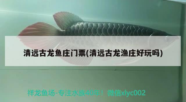 一米八魚(yú)缸養(yǎng)錦鯉魚(yú)預(yù)防用放黃粉應(yīng)該放多少，錦鯉暫養(yǎng)池的最佳方案 觀賞魚(yú) 第3張