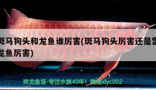 斑馬狗頭和龍魚誰厲害(斑馬狗頭厲害還是雷龍魚厲害) 斑馬狗頭魚