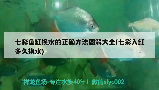 七彩魚缸換水的正確方法圖解大全(七彩入缸多久換水) 斑馬狗頭魚