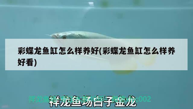 彩蝶龍魚缸怎么樣養(yǎng)好(彩蝶龍魚缸怎么樣養(yǎng)好看) 白子銀龍苗（黃化銀龍苗）