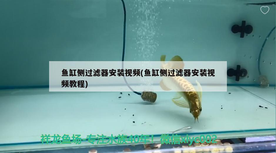 羅漢魚火鳳凰怎么養(yǎng)，火鳳凰羅漢魚魚苗飼養(yǎng)方法