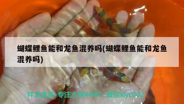 蝴蝶鯉魚能和龍魚混養(yǎng)嗎(蝴蝶鯉魚能和龍魚混養(yǎng)嗎)