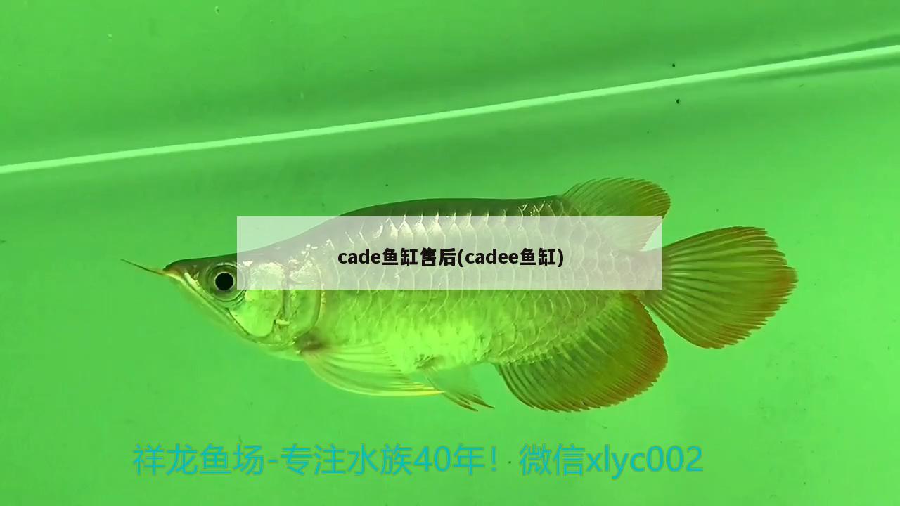 cade魚缸售后(cadee魚缸) 七紋巨鯉魚