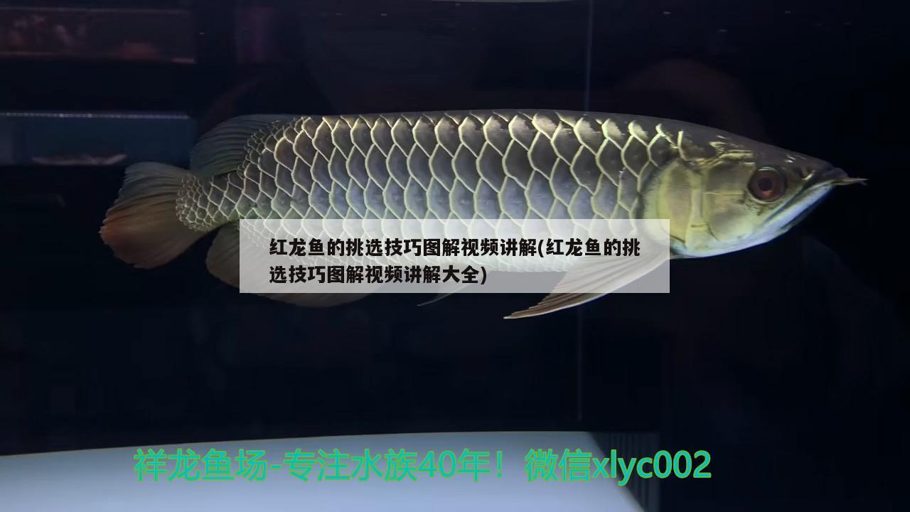 紅龍魚的挑選技巧圖解視頻講解(紅龍魚的挑選技巧圖解視頻講解大全)